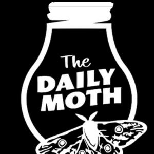 Daily Moth Logo