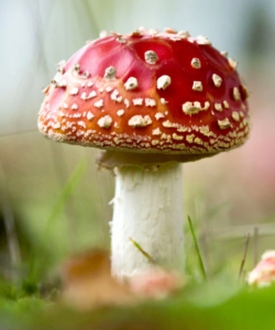 Read more about the article What Is the Health and Nutritional Value of Mushrooms?